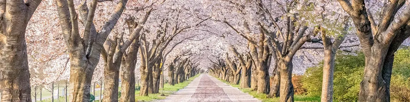 South Korea - Busan - Cover Image