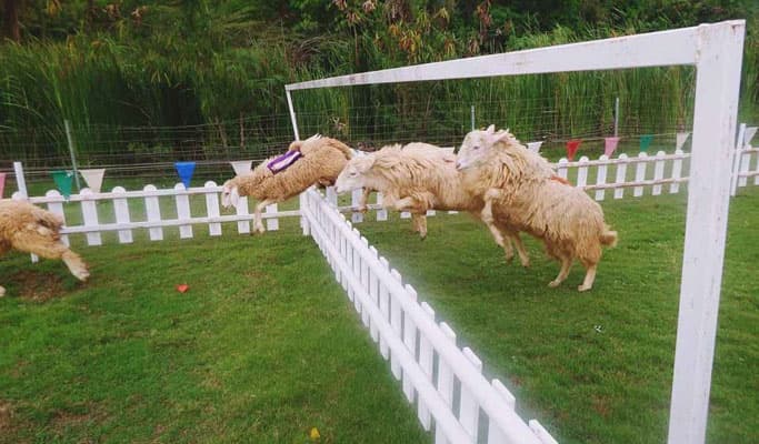 Swiss Sheep Farm Hua Hin Discount Ticket - main view