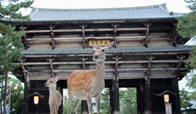 Nara Park Tour - English Guided Sightseeing Bus - main view