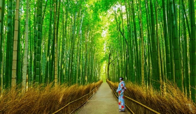 Kyoto Sanzenin & Arashiyama & Bamboo Forest &  1 Day Tour from Osaka/Kyoto - main view