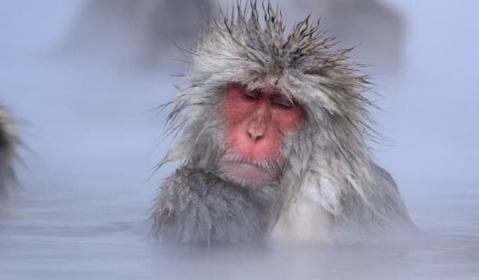 Nagoya Snow Monkey Park 1-Day Bus Tour with Beef Sukiyaki Lunch from Tokyo - main view