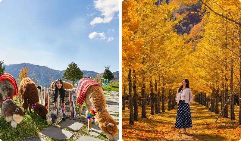 [Promo Musim Gugur] Tur 1 Hari Alpaca World & Hutan Ginkgo Hongcheon - dari Seoul (1~29 Okt)