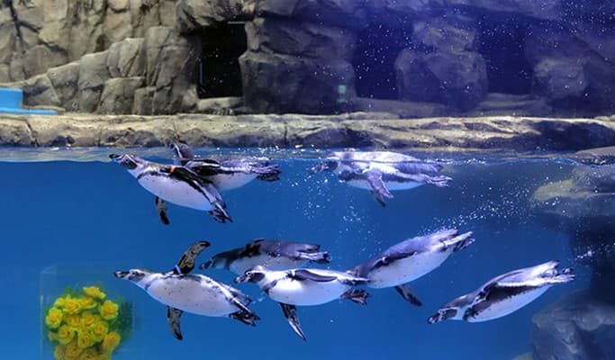Daegu Alive Aquarium Discount Ticket - main view