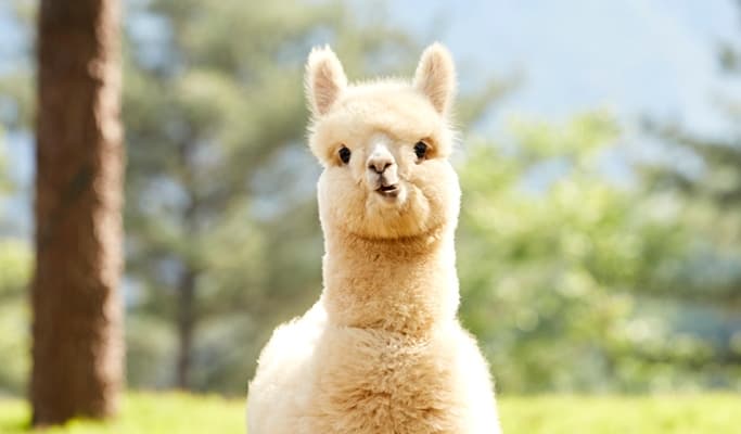 Spring Special: Alpaca World + Nami Island/Garden of Morning Calm/Gangchon Rail Bike/Strawberry Picking 1 Day Private Tour From Seoul (~May) - main view