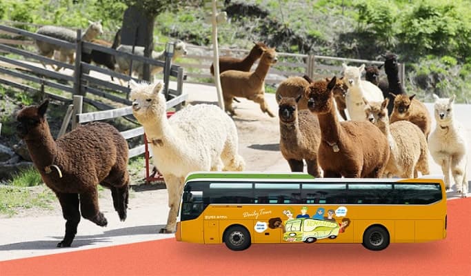 Alpaca World Shuttle Bus From Seoul - main view
