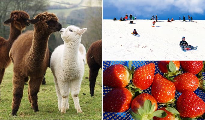 Seoul Vicinity: Alpaca World + Snow Sled + Strawberry Farm 1 Day Tour (Dec~Feb) - main view