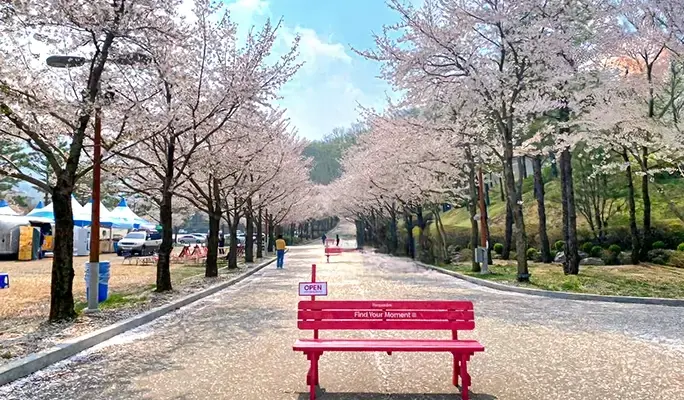 Alpaca World + Rail Bike + Vivaldi Park 1 Day Tour - from Seoul (Apr 4~Jun 30) - main view
