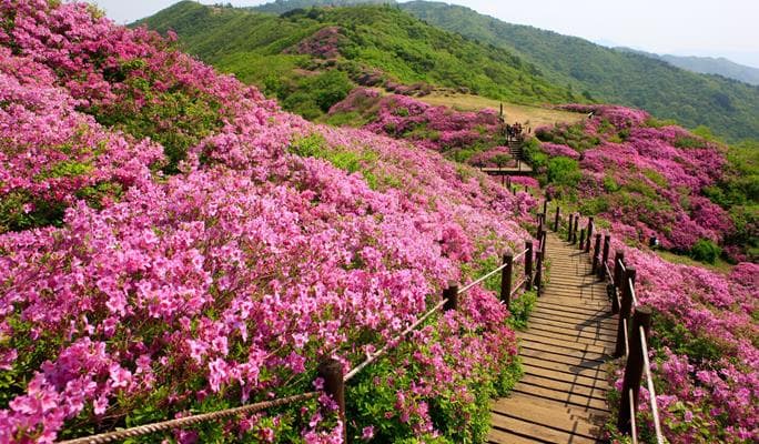 Spring Special: Jirisan Mountain Baraebong Peak Royal Azalea Flower Festival (Apr 28~May 21) - main view