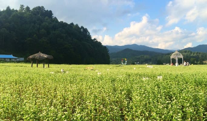 Bongpyeong Buckwheat Flower Festival & Pyeongchang Zinnia Festival 1 Day Tour  (Sep 4~15) - main view