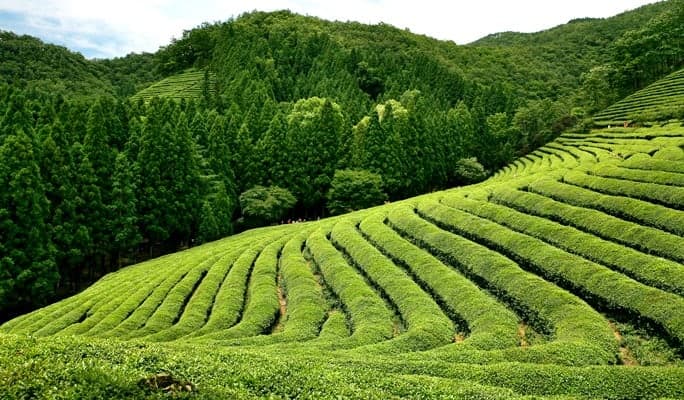釜山出發 寶城綠茶園＆順天灣私人一日遊 - main view