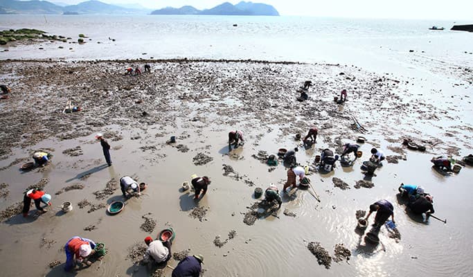 [UNESCO World Heritage] Boseong Getbol (Tidal Flat) Tour from Seoul - main view