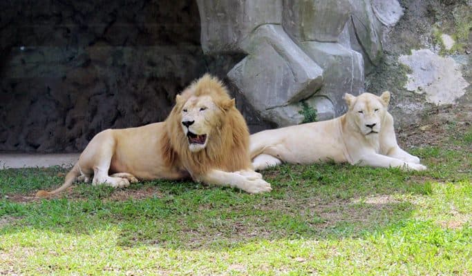 Bukit Gambang Resort City: Safari Park Ticket - main view