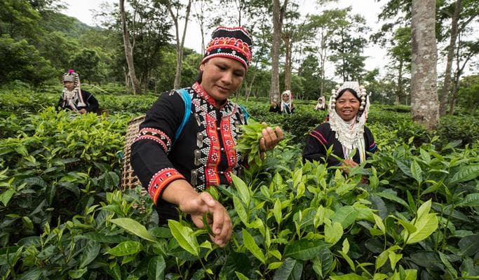 Araksa Tea Garden (Plantation) Tour (+Private transfer option) - main view