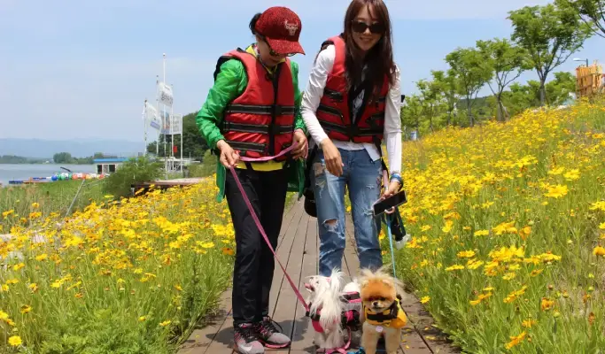 Travel With Your Pet to Chuncheon from Seoul (+ Dog-Friendly Canoe & Woodworking Experience) (Sept~Oct) - main view
