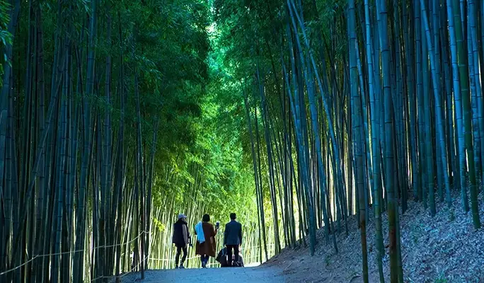 [Autumn Foliage] Damyang Juknokwon Bamboo Forest and Metasequoia Road 1 Day Tour - from Busan - main view