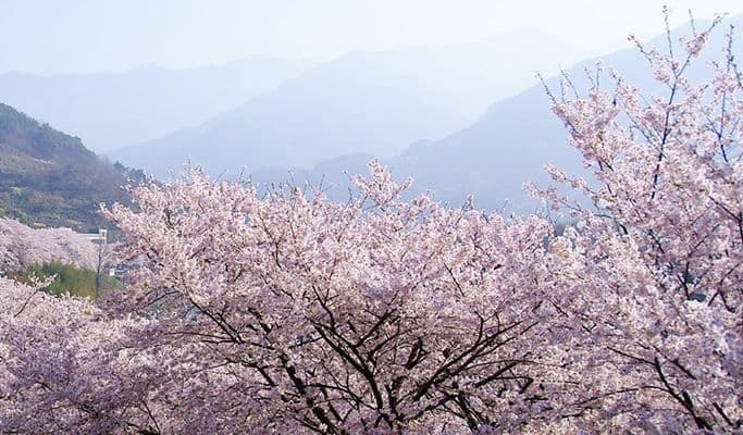 Spring Special: Danyang Sogeumjeong Park + Dodamsambong Peaks + Mancheonha Skywalk Cherry Blossom 1 Day Tour (+ Alpine Coaster/Zip Line options) - from Seoul (Apr 1~30) - main view