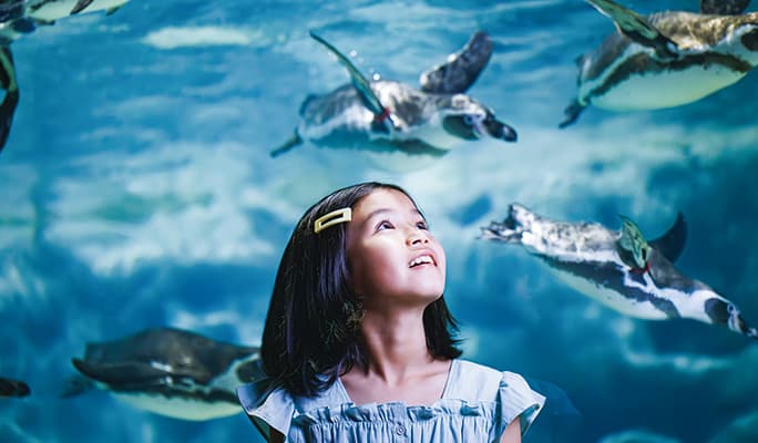 DMM Kariyushi Aquarium Discount Ticket in Okinawa - main view