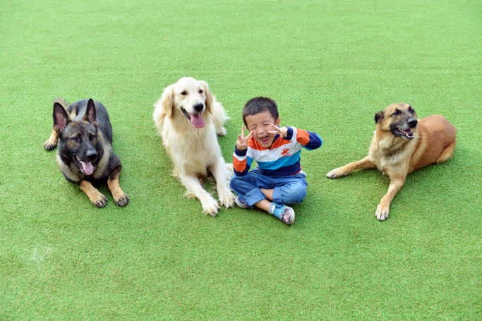 Animal Fun: World Dog Park Ticket - main view