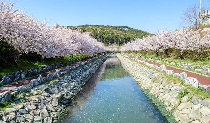 Spring Special: Busan Yeongdo Island Cherry Blossom Tour - from Busan (Mar 25~Apr 10) - main view