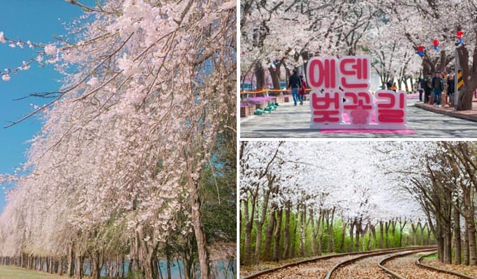 Spring Special: Gapyeong Eden Cherry Blossom Road + Nami Island + Gangchon Rail Bike 1 Day Tour - from Seoul (Apr 13~17) - main view