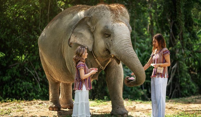 Koh Samui Elephant Jungle Sanctuary Visit (Morning/Afternoon) (+ Hotel Transfer) - main view