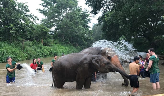 Chiang Mai Elephant Sanctuary Visit: Bathe, Swim & Hand Feed Elephants (Half Day / Full Day) - main view