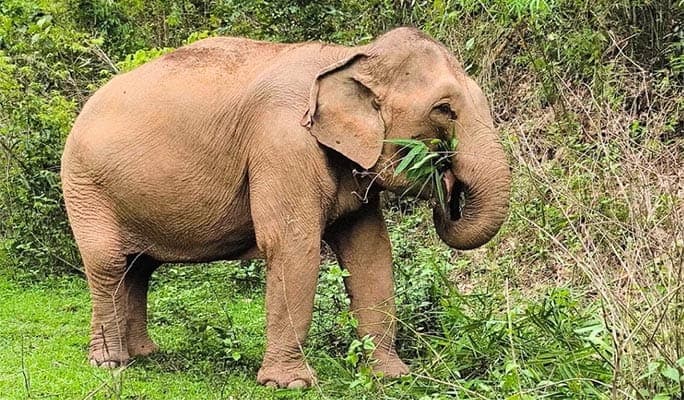 Chiang Mai Elephant Sanctuary + Doi Inthanon Hiking 1 Day Tour (+ Lunch) (+ Hotel Transfer) - main view