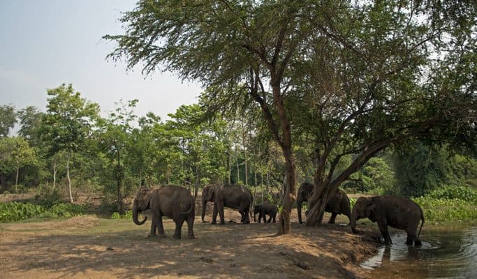 Kanchanaburi ElephantsWorld Visit (Full Day) - main view
