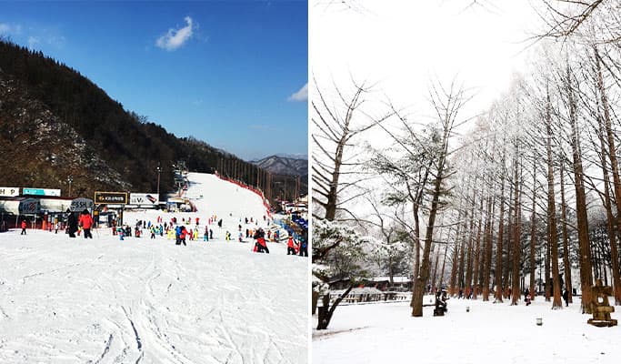 Half Day Nami Island Tour - from Elysian Ski Resort - main view