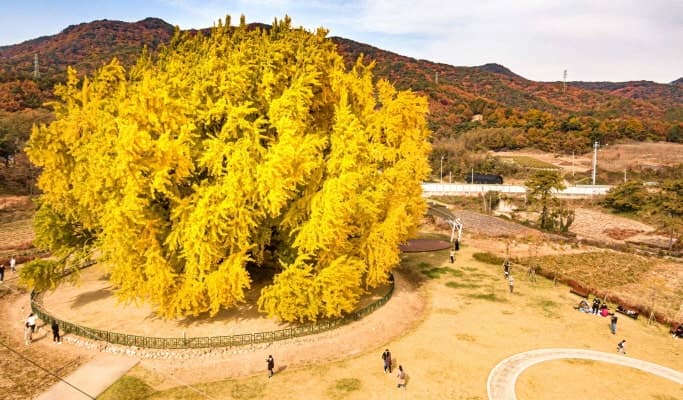 [Autumn Foliage] Fall Foliage Instagram Spots 1 Day Tour (Seoul ↔ Vicinities, Oct 10~Nov 21) - main view