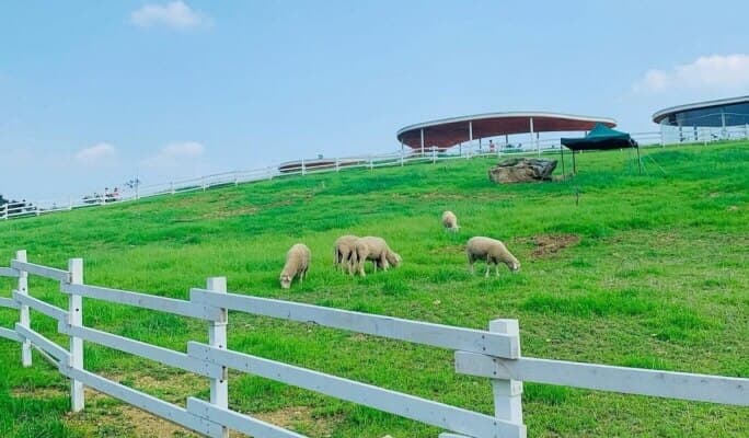 Gapyeong Sheep Farm + Nami Island + Garden of Morning Calm (+Gapyeong Rail Bike/Petite France) 1 Day Tour from Seoul - main view
