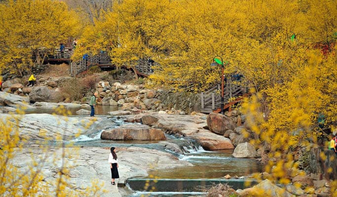 Spring Special: Gurye Sansuyu Festival 2019 & Hwaeomsa Temple Shuttle Bus Package (Mar 16~24) - main view