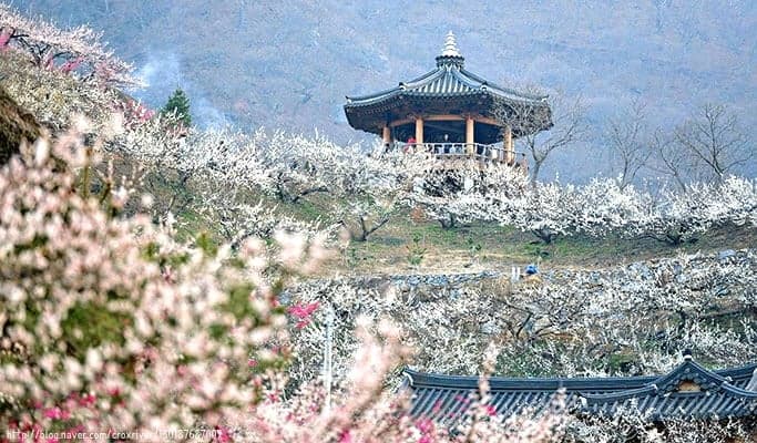 Spring Special: Gwangyang Maehwa (Plum Blossom) 2019 & Ssanggyesa Temple 1 Day Tour (Mar 9~17) - main view