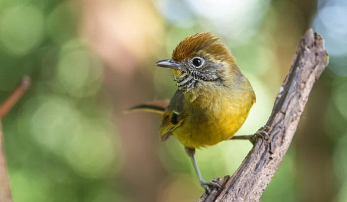 Doi Inthanon National Park Bird Watching 1 Day Tour (+ Lunch) (+ Hotel Transfer) - from Chiang Mai - main view