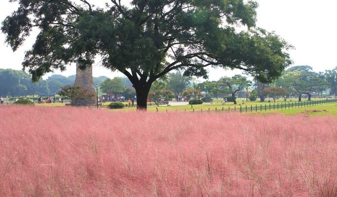 Gyeongju Pink Muhly 1 Day Tour from Seoul (Oct 28) - main view