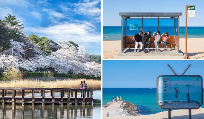春季特輯：鏡浦臺櫻花節 + BTS 巴士站 + 註文津海灘 1 日遊 - 首爾出發（4 月 5 日~15 日） - main view