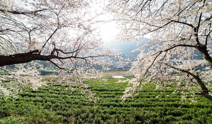 Spring Special: Ssanggyesa Temple + Hwagaejangteo Market Cherry Blossom 1 Day Tour - from Busan (Mar 31~Apr 14) - main view