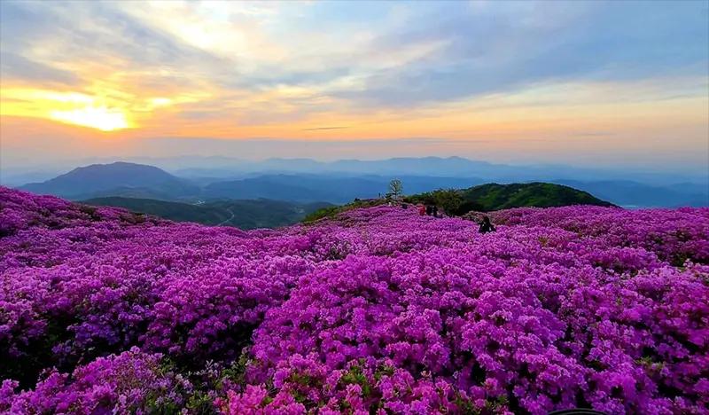 Hapcheon Haeinsa Temple & Hwangmaesan Royal Azalea Festival 1 Day Tour - from Busan (May 6 & 9) - main view