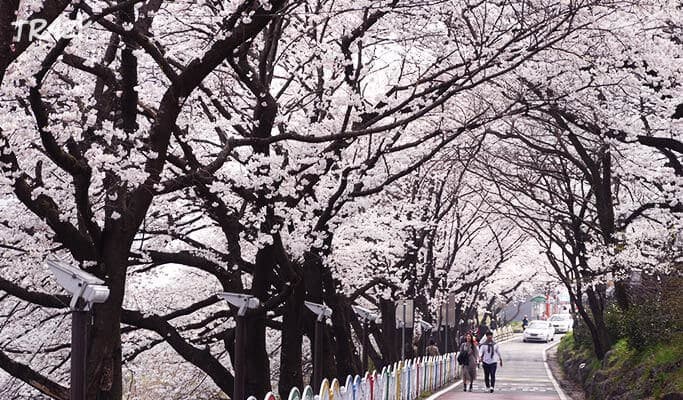 Spring Special: Hwagae Cherry Blossom Festival 2019 & Ssanggyesa Temple Shuttle Bus Package (Mar 23~Apr 14) - main view