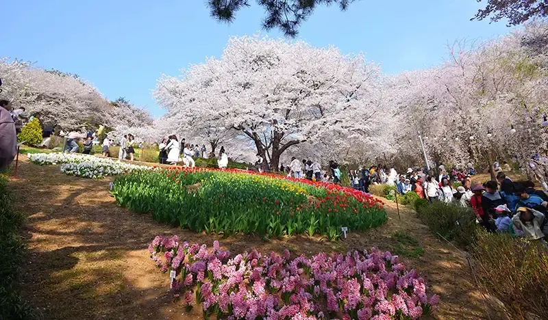 [Spring Special] Incheon Cherry Blossom 1 Day Tour from Seoul (+ Wonmisan Azalea option) - main view