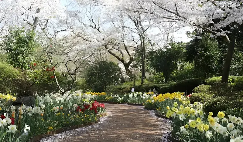 Camellia Hill Jeju Discount Ticket - main view