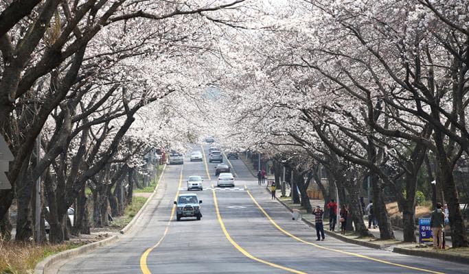 Spring Special: Jeju Island Cherry Blossom & Canola Flower 1 Day Tour (Mar 24~Apr 12) - main view