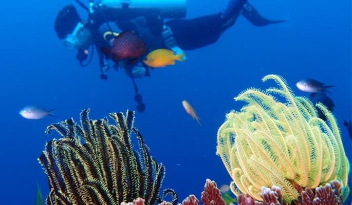 Fun Diving in Jeju Island- For Pros - main view