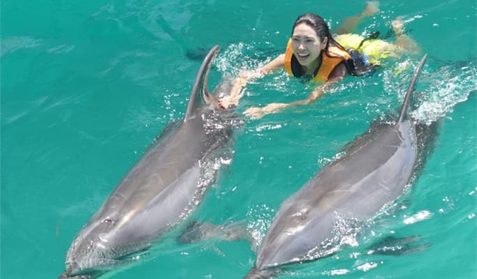 Jeju Marine Park Discount Ticket (+ Dolphin Training option) / Dolphin Swimming - main view