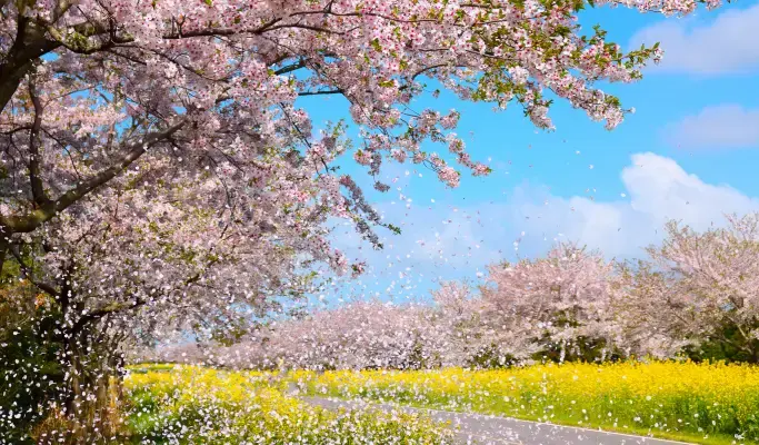 [Spring Special] Jeju Spring Cherry Blossom 1 Day Tour (East/ South & West Course) - main view