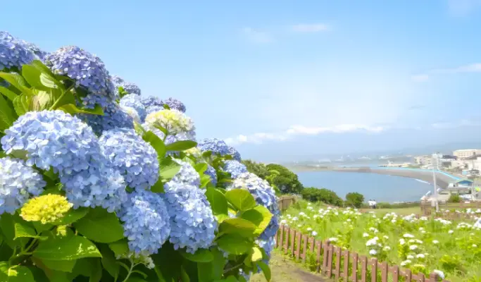 [Summer Special] Jeju Summer 1 Day Tour (East/ South & West Course) - main view