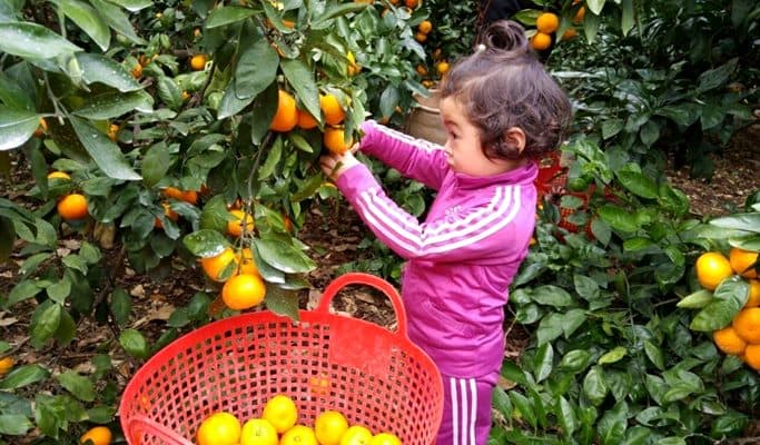 Tangerine Picking Experience in Jeju (~Jan 20) - main view
