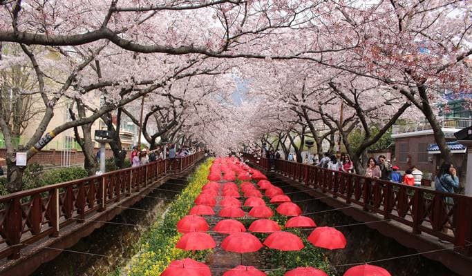 春季特惠：首爾出發的鎮海櫻花和釜山日出之旅（3 月 22 日至 4 月 3 日） - main view