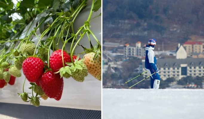 Jisan Ski Resort (+ Strawberry Picking) 1 Day Tour - main view