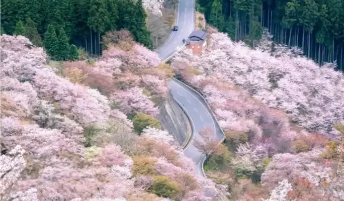 Spring Special: Mt. Yoshino Cherry Blossom 1-Day Tour from Osaka - main view